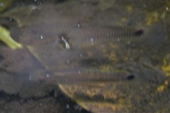 Pseudoxiphophorus bimaculatus