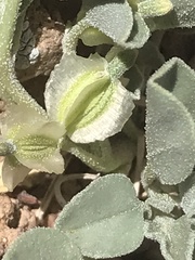 Acleisanthes nevadensis