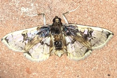 Compacta hirtalis
