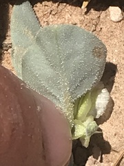 Acleisanthes nevadensis