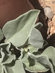 Acleisanthes nevadensis