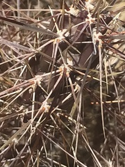 Cylindropuntieae