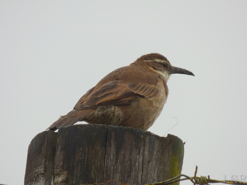 Stout-billed Cinclodes (Cinclodes excelsior), photo 10