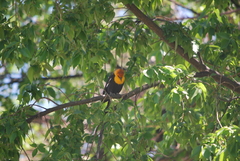 Xanthocephalus xanthocephalus