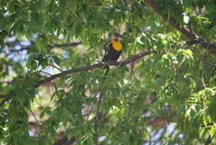 Xanthocephalus xanthocephalus