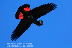 Red-Tailed Black Cockatoo photo 2