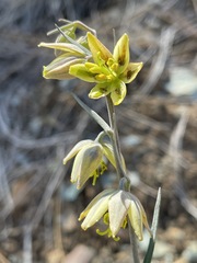 Fritillaria viridea