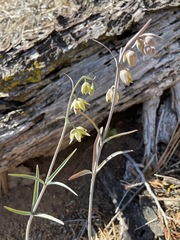 Fritillaria viridea