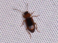 Stenolophus dissimilis