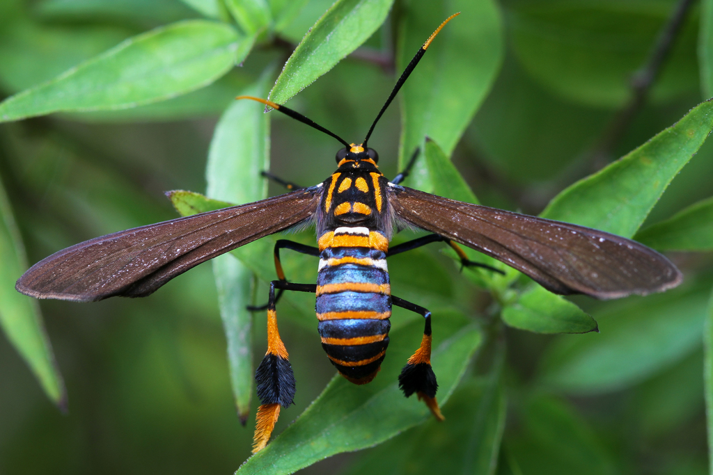 Texas Wasp Moth