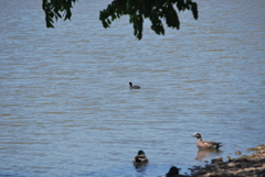 Fulica americana