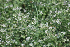 Capsella bursa-pastoris