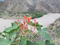 Jatropha humboldtiana