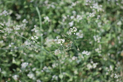 Capsella bursa-pastoris