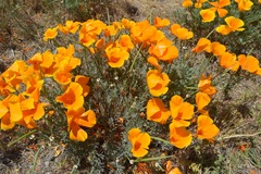Eschscholzia californica