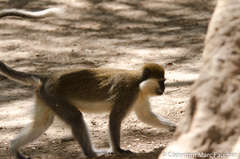 Chlorocebus aethiops