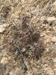 Cylindropuntieae