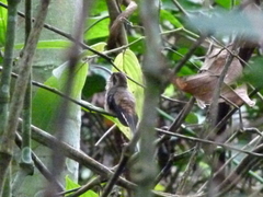 Phaethornis longirostris