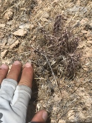 Cylindropuntieae