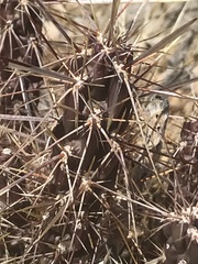 Cylindropuntieae