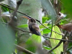 Phaethornis longirostris