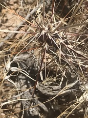 Cylindropuntieae