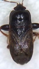 Plinthisus woodwardi