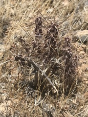 Cylindropuntieae