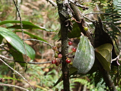Thibaudia floribunda