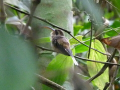 Phaethornis longirostris