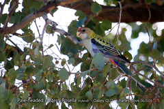 Platycercus eximius x adscitus