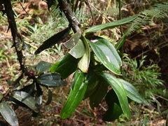 Thibaudia floribunda