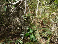 Thibaudia floribunda