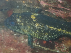Sebastes nebulosus