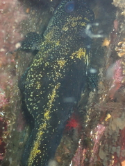 Sebastes nebulosus