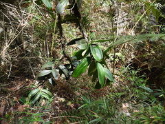 Thibaudia floribunda