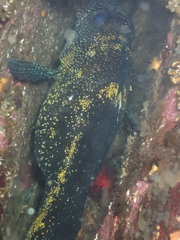 Sebastes nebulosus