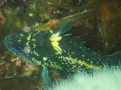 Sebastes nebulosus