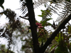 Thibaudia floribunda