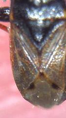 Plinthisus woodwardi