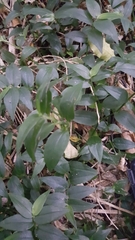 Tradescantia fluminensis