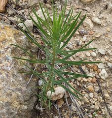 Liatris glandulosa