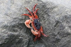 Metopograpsus latifrons