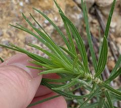 Liatris glandulosa