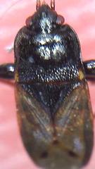 Plinthisus woodwardi