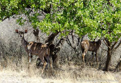 Tragelaphus imberbis