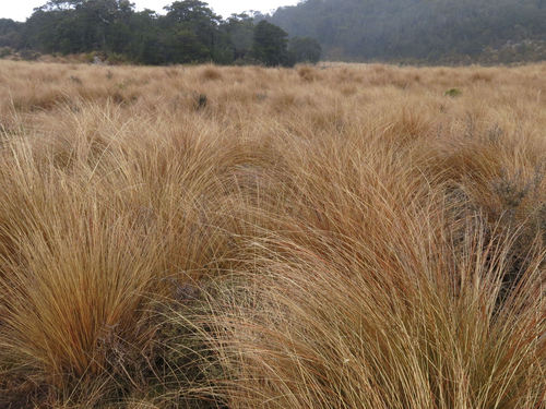 Chionochloa rubra ssp. occulta