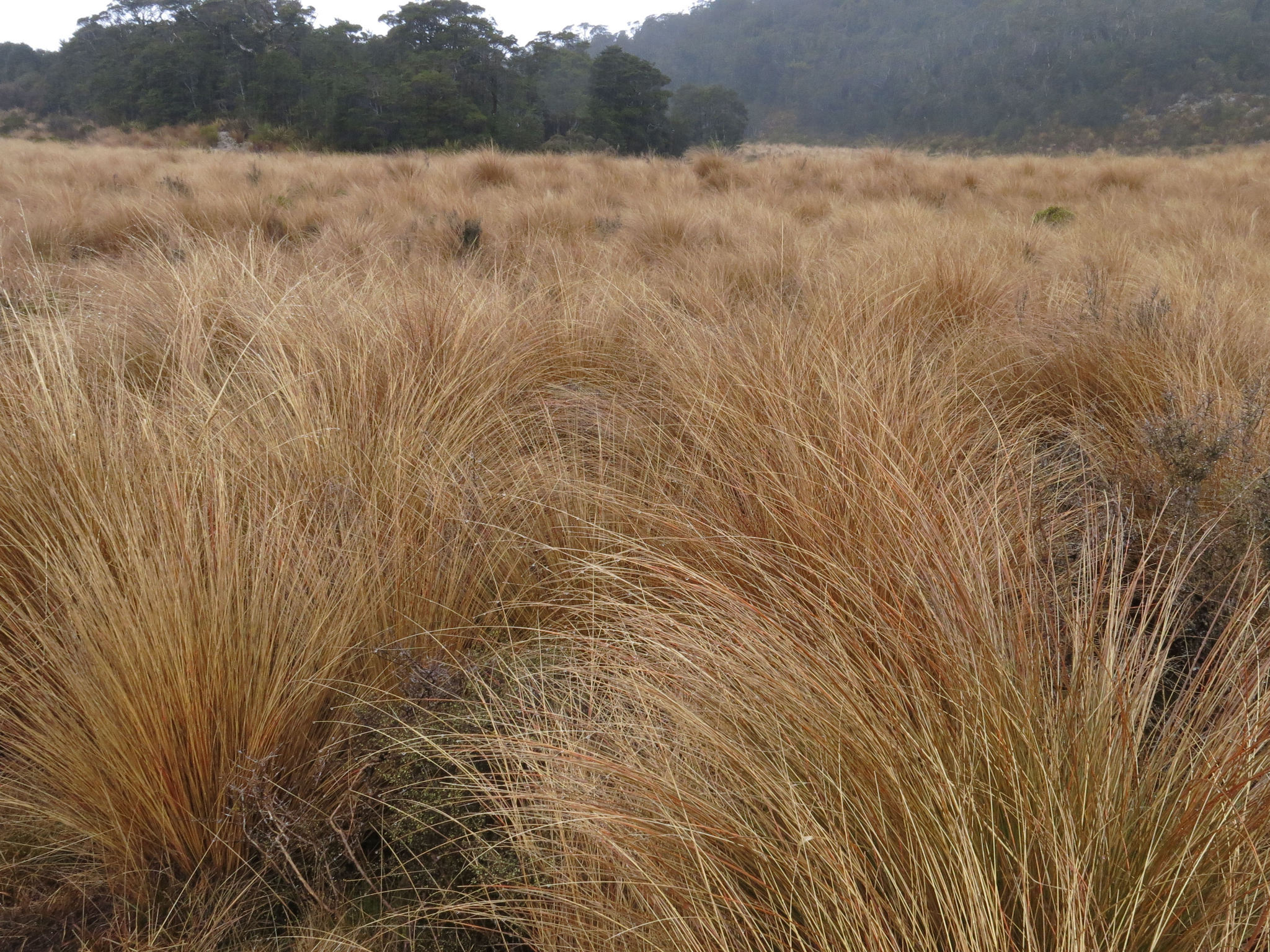 Chionochloa rubra ssp. occulta