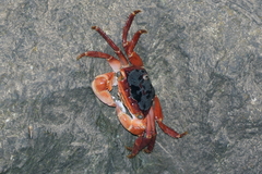 Metopograpsus latifrons