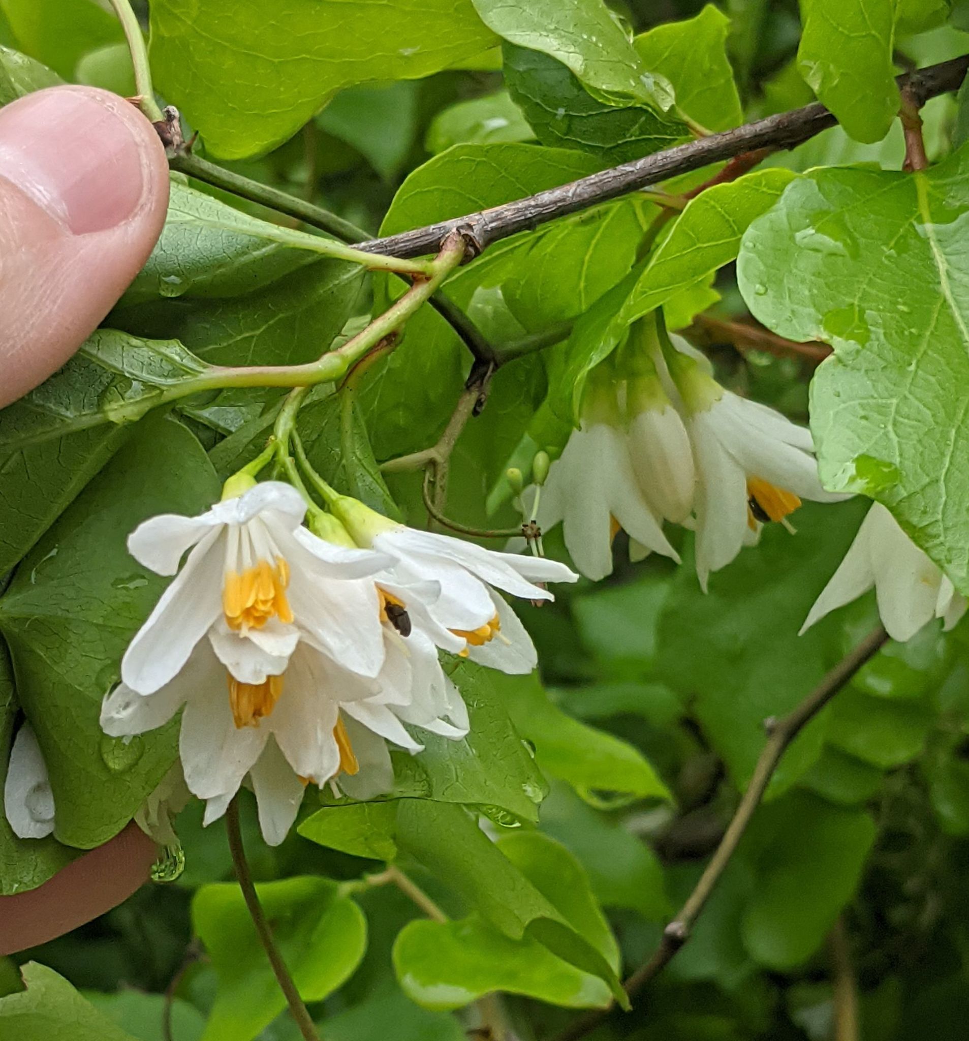 Styrax platanifolius